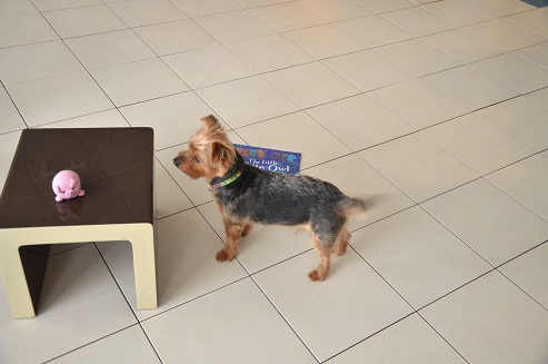 Floor Tiles for Pet owners